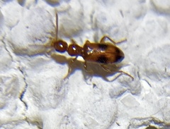 Anthicidae