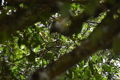 Pycnonotus cafer