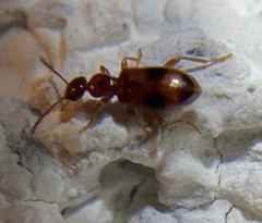 Anthicidae