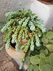 Sedum morganianum