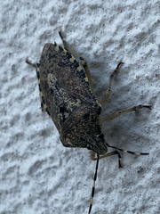 Rhaphigaster nebulosa