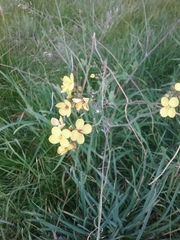 Raphanus raphanistrum