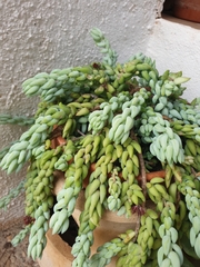Sedum morganianum