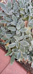 Stachys byzantina