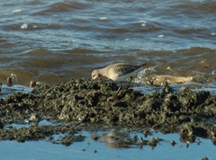Calidris ferruginea