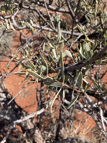 Image of Santalum spicatum by (c) Thomas Mesaglio, some rights reserved (CC BY)