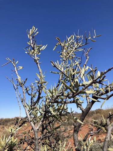 Image of Santalum spicatum by (c) Thomas Mesaglio, some rights reserved (CC BY)