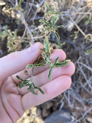 Eremophila serrulata