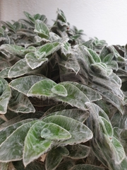 Tradescantia sillamontana