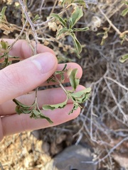 Eremophila serrulata