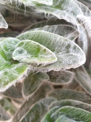 Tradescantia sillamontana