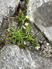 Sagina procumbens