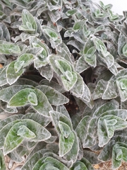 Tradescantia sillamontana