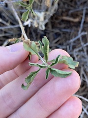 Eremophila serrulata