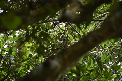 Pycnonotus cafer