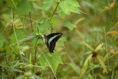 Graphium teredon