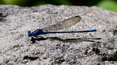 Argia vivida