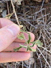Eremophila serrulata