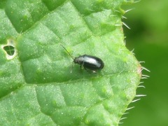 Phyllotreta atra