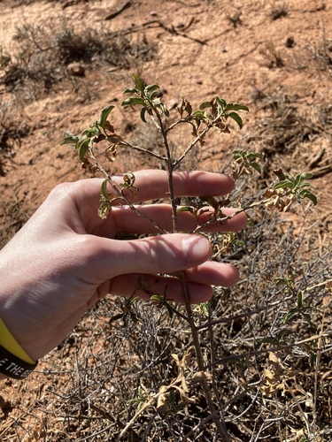 Image of Green Emu-Bush (Eremophila serrulata) by (c) Thomas Mesaglio, some rights reserved (CC BY)