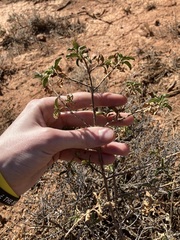 Eremophila serrulata