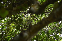 Pycnonotus cafer