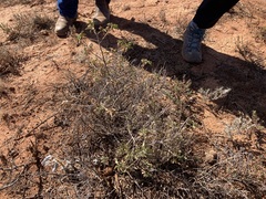 Eremophila serrulata