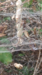 Cyrtophora citricola