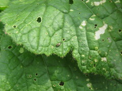 Phyllotreta undulata