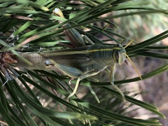 Schistocerca lineata