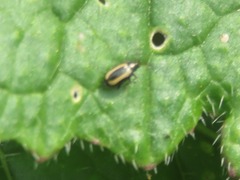 Phyllotreta undulata