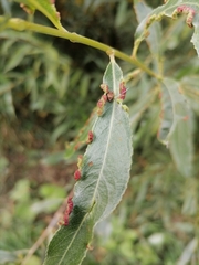 Aculus