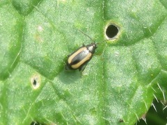 Phyllotreta undulata