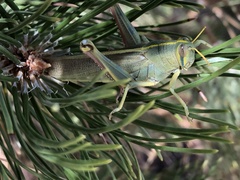 Schistocerca lineata