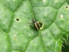 Phyllotreta undulata