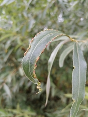 Aculus