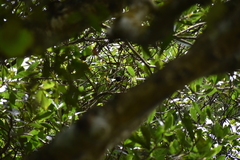 Pycnonotus cafer