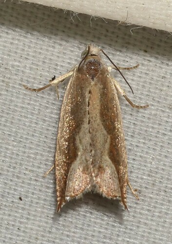 Ancylis diminuatana photo 2