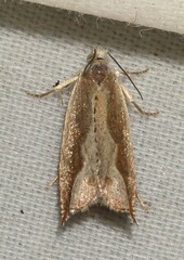 Ancylis diminuatana