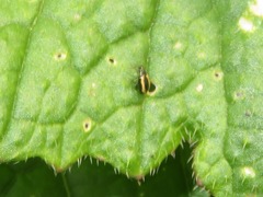 Phyllotreta undulata