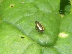 Phyllotreta undulata