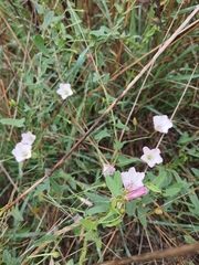 Convolvulus