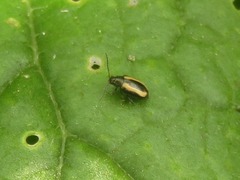 Phyllotreta undulata