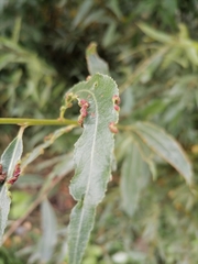 Aculus