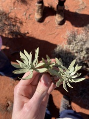 Eremophila miniata