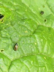 Phyllotreta undulata