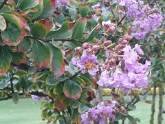 Lagerstroemia indica