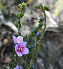 Cyanothamnus coerulescens