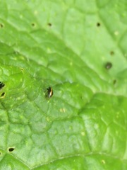 Phyllotreta undulata