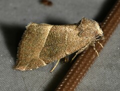 Plagiomimicus spumosum